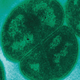 Image for article titled Mysterious "white web" found growing on nuclear waste